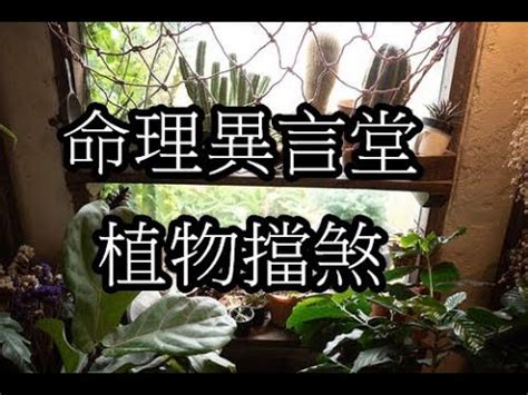 擋煞 植物|擋煞植物實測：效果驚人